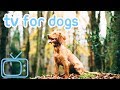 NEW TV for Dogs with Relaxing Music 2019! Helped 10 Million Dogs!