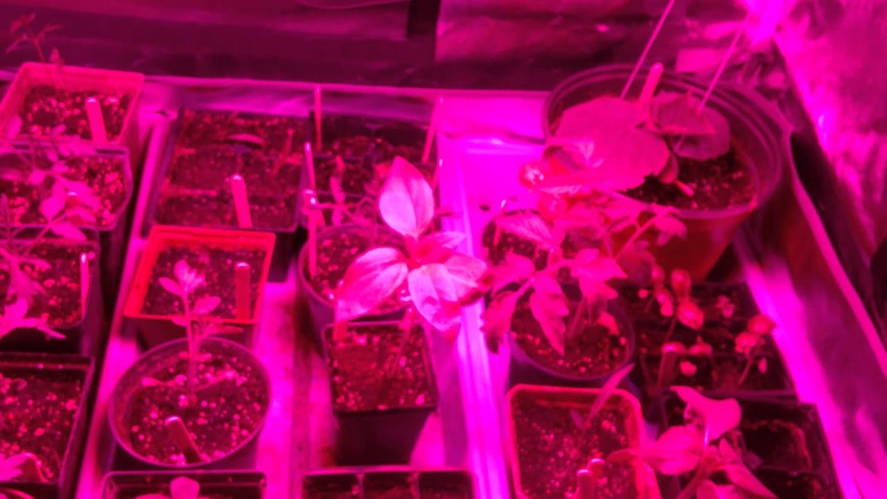 Growing Vegetables Indoors