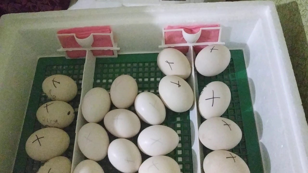 Яйцо в инкубаторе на 15 день