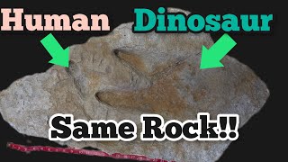 Dinosaur Track OVERLAPS Human Foot Print - IN the Same Rock!!   #shorts screenshot 5