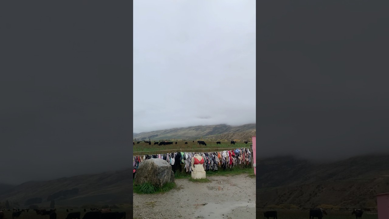 Вы бы оставили свой здесь? 😌 | Bra Fence NZ