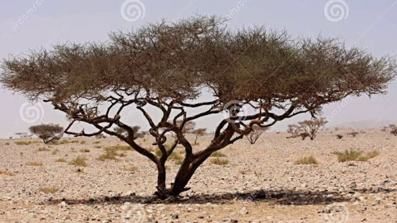 Sahara Thlaler Chanchin mak