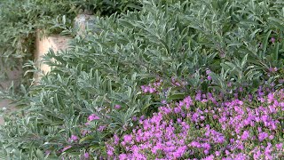 Bee’s bliss purple sage, salvia leucophylla ‘bee’s bliss’. a
groundcover type of sage that is wonderful for pollinators. sponsored
and supported by the metro...