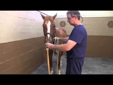 How to Apply & Use a Rope Twitch on a Horse