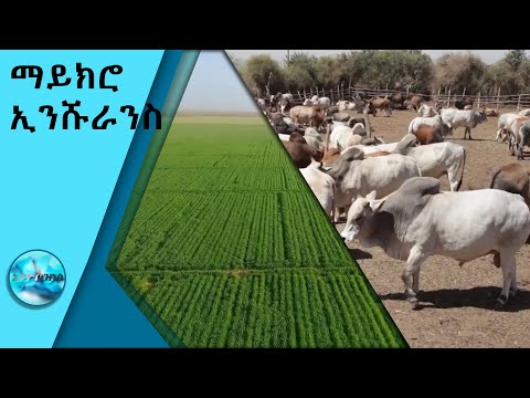 ቪዲዮ: በተሽከርካሪ ላይ ኢንሹራንስ ይፈልጋሉ?