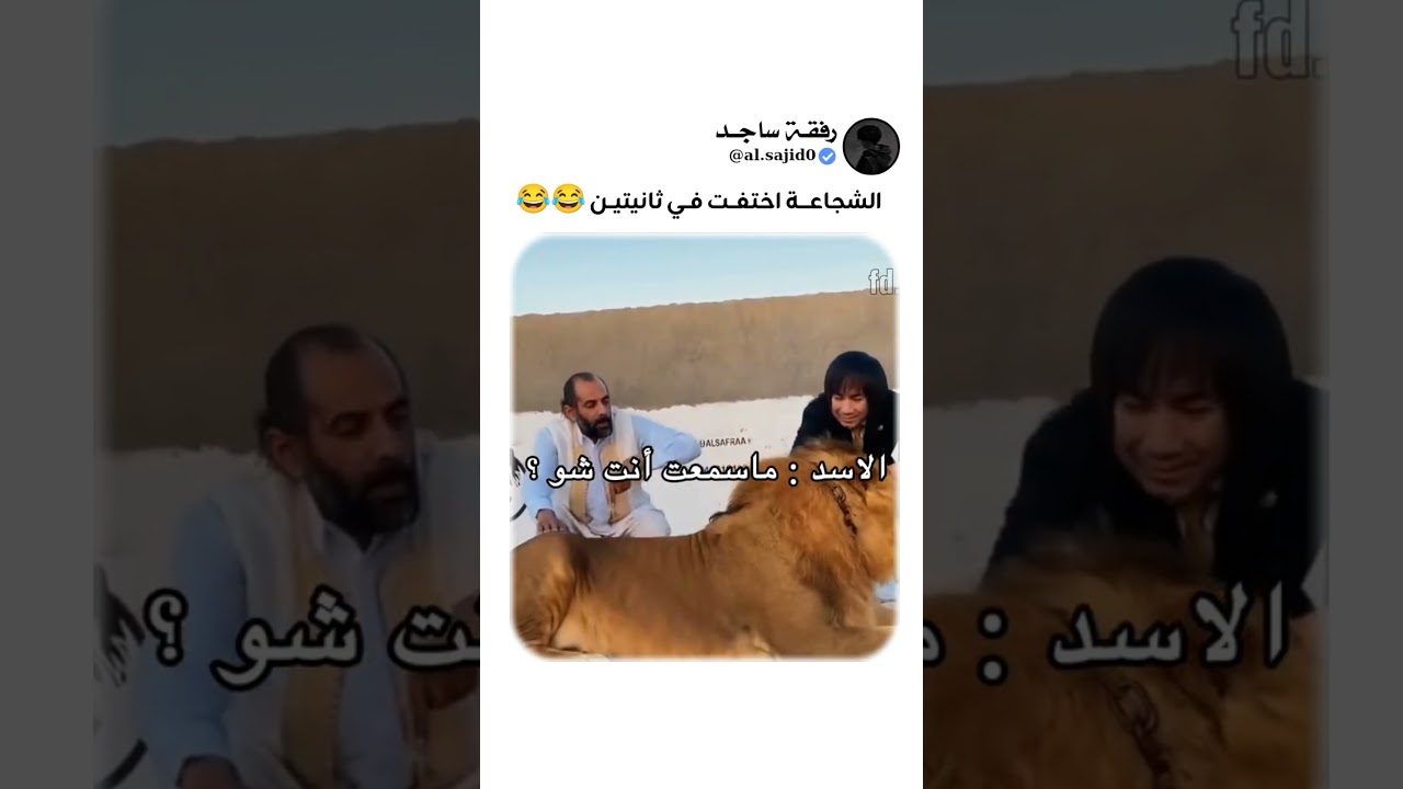 “إحنا أسود!” والأسد سمعه فعلًا 😂