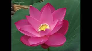 LOTUS / Indian Lotus / Water Lily