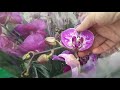 Красотки орхидеи в JMP Фуд Сити