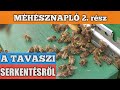 Méhésznapló #02 - A tavaszi serkentésről