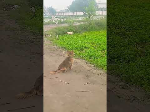 ye Hamare dog ko kya dikhai dene laga 🦮 🐕‍🦺 🐕