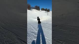 Tame dog #snowboarding #skiingstunts #ski #acrobatics #frontflip ￼￼￼#shorts #fun