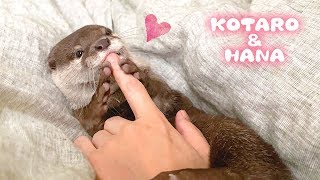 カワウソコタローとハナ　指をガジガジ噛んでくるハナがカワイイ！　Otter Kotaro&Hana Love bites My Finger
