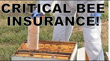 BEEKEEPING: How, Why & When to Feed Pollen Patties