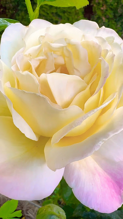 Beautiful fragrant rose #mygarden #rose #gardening