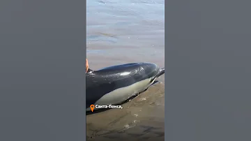 Нашел на пляже маленького дельфина. Что делать?!