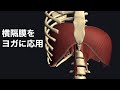 横隔膜の解剖学を、ヨガやピラティスに応用してみよう