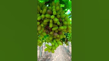 Black colouring grapes ದ್ರಾಕ್ಷಿ ಕಪ್ಪು ಬಣ್ಣ#shorts #grape #farming