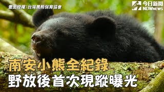 南安小熊全紀錄野放後首次現蹤曝光 