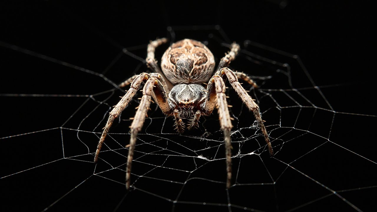 New study reveals that tree species diversity increases spider