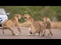 The Outlaw, Lion fight, Kruger movie