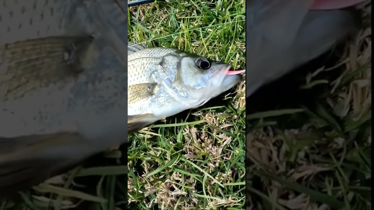 Funny looking Stonker Trout !! Estuary Perch from APL #shorts #fishing ...
