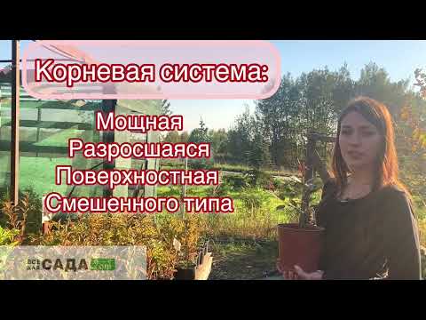 Обзор Вейгела Ред Принц