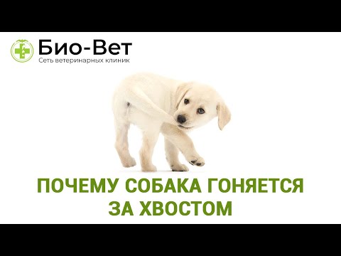 Почему Собака Гоняется За Хвостом & Зачем Собака Преследует Хвост. Ветклиника Био-Вет