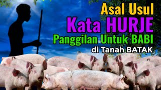 Asal Usul Kata HURJE - Panggilan Untuk BABI di Tano BATAK