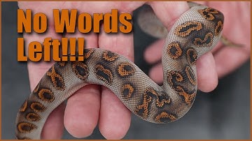 These New Wookies made me Speechless! Craziest Clowns of 2020!