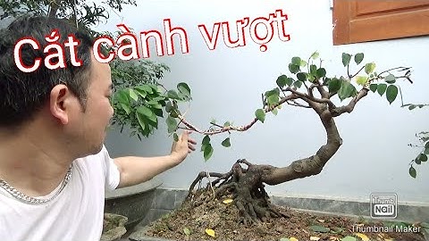 Cắt cành vượt trên cây khế