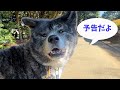 【秋田犬】秋馬とお菊ch.トレーラー動画【大型犬】【akita dog】