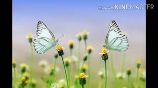 Meet Nature today with butterflies मिलिए प्रकृति की तितलियों से #Aroundunature #Aroundu  #Butterfly