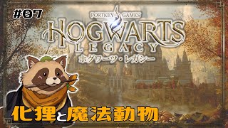 【#ホグワーツ・レガシー】#07  化狸と魔法動物【#Hogwarts Legacy】