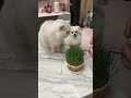 没想到两小只都是喜欢😂 #猫草美食  #水培猫草  #夏天该有的样子