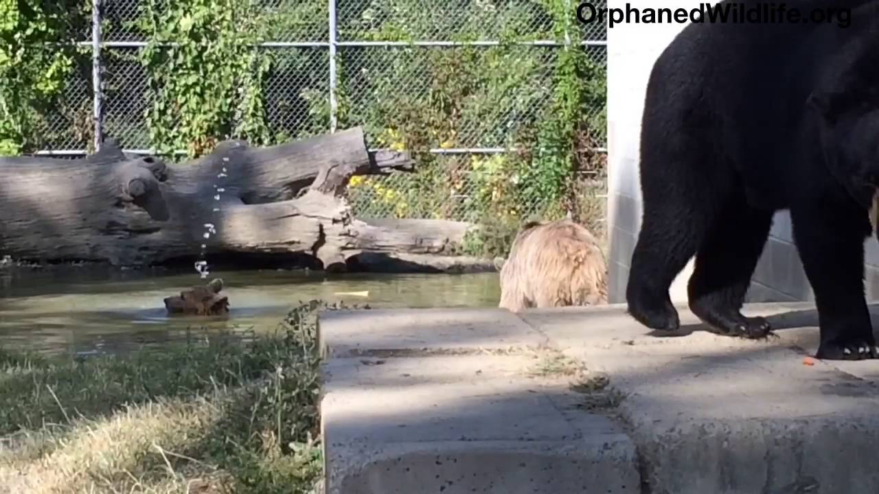 profit and loss statement Do our bears hibernate?