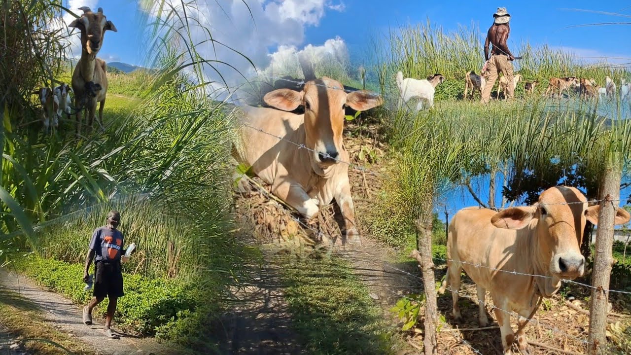 Гуляя по прибрежной дороге, я увидел много кустарников, где пасутся козлы, так что у меня возникл...