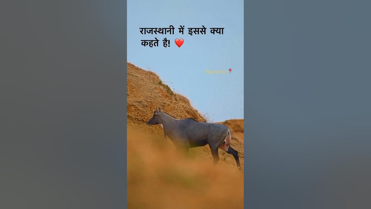 Rajasthan Mein Kya Kahate Comment Mein Name Bataen Song YouTube rajasthan-mein-kya-kahate-comment-mein-name-bataen-song-youtube