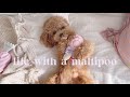 Life with a Maltipoo 💜🩷 Saturday vlog🐾🥞⚡️Doggy box Japan 📦 candy toys 🍭🍬