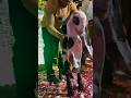 Hyderabadi goats Mp ali Goats farm