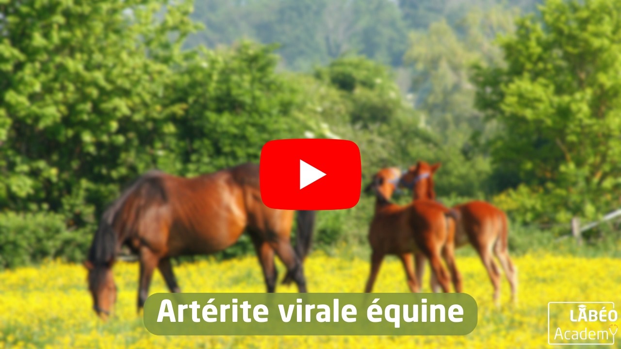 LABÉO Academy : Artérite virale équine : mieux diagnostiquer pour mieux agir