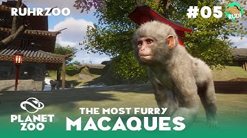 Mini Macaques conquering - Ruhr Zoo - Planet Zoo Franchise Episode 5