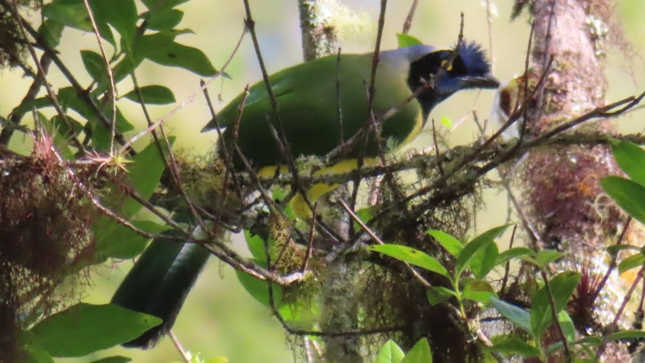 Carriquí de montaña 🦜👀 