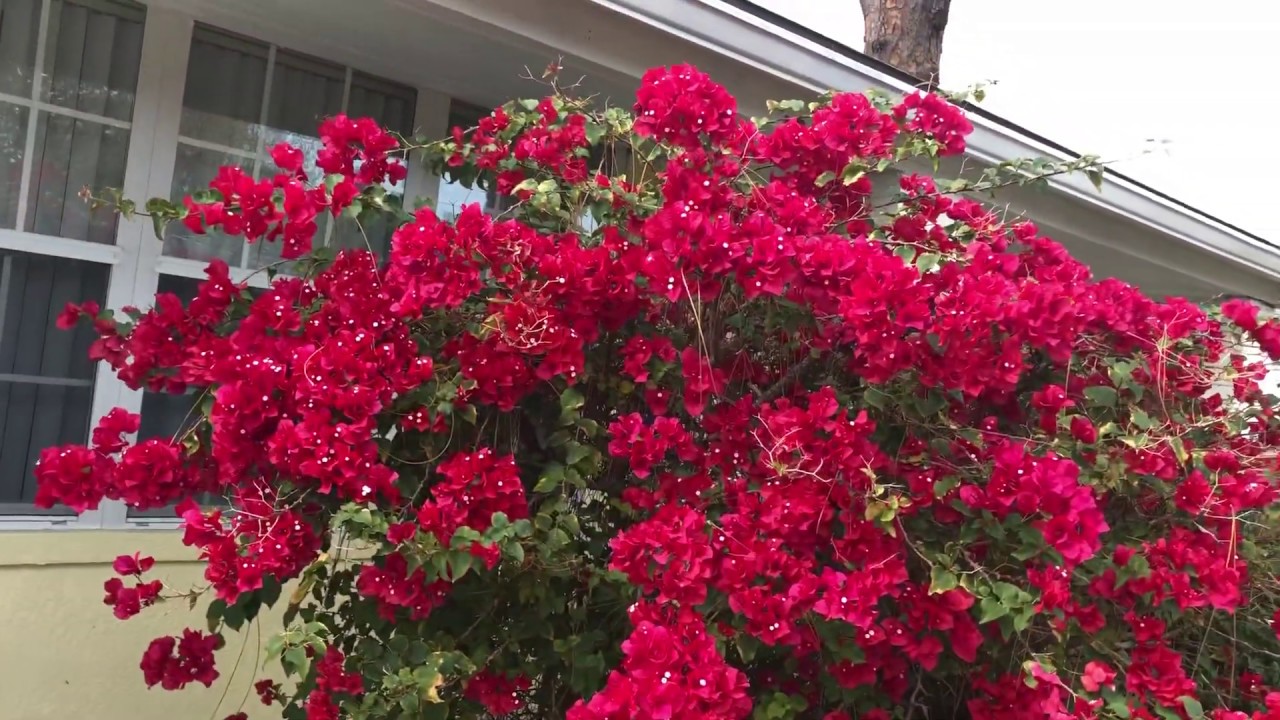 Great 1950's Ranch Home For sale Melbourne FL Eau Gallie, Ballard Park