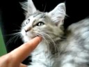 Maine Coon Kitten squeaking and purring