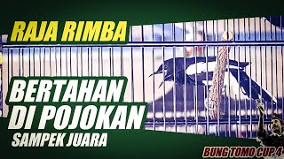 Alhamdulillah Juara !! - Kacer Raja Rimba - Bung Tomo Cup 4 2/7