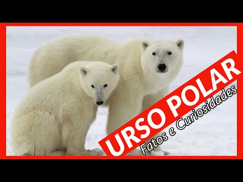 Vídeo: O que é o mergulho do urso polar?