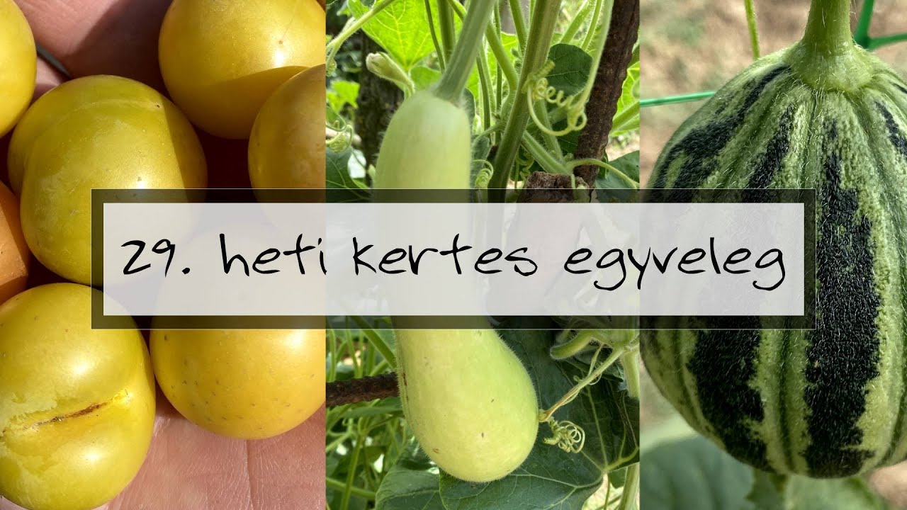 Ep. 268.: Heti kertes egyveleg: 29. hét