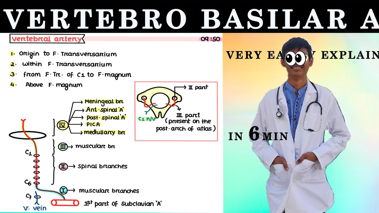 Vertebro basilar artery || Blood supply of brain ||#fmge #anatomy