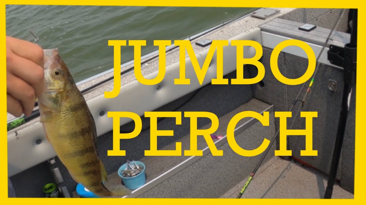 Perch Fishing Lake Erie In The Bay (LAKE ERIE PERCH FISHING) 