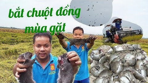 Bắt chuột đồng mùa gặt miền tây| bắt chuột đồng - săn chuột đồng. Catching mice in the harvest seaso